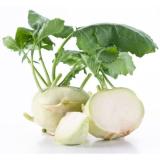 Kohlrabi