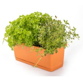 Balkonkasten BBQ Thymian /Oregano / Petrsilie im Topf