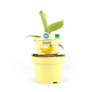 Bananen Pflanze (Musa basjoo) T12