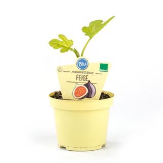 Feigenbäumchen (Ficus carica Brown Turkey) T12