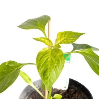 Jungpfl. Pepperoni samenfest T12