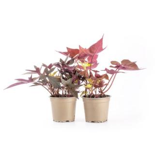 Jungpfl. Süßkartoffel (Ipomoea batatas) T12