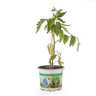 Jungpfl. Mittelgroße Herztomate T12