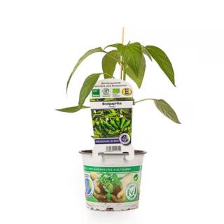 Jungpfl. Bratpaprika (Padron) samenfest T12