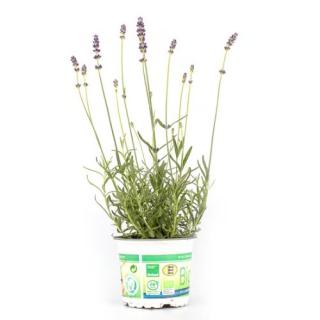 Lavendel (Lavendula) T12