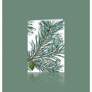 Grußkarte KIEFERNZWEIG