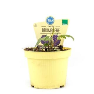 Zwerg Brombeere ´little black prince´ T12
