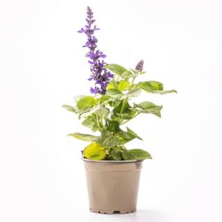 Salbei Mystic blau (Salvia) T13